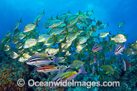 Schooling Fish Coffs Harbour Photo - Gary Bell