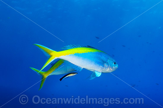 Fusilier cleaned by Wrasse photo Fusilier cleaned by Wrasse photo