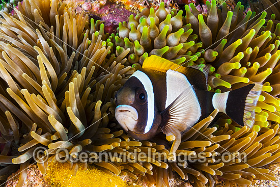 Wideband Anemonefish with eggs photo Wideband Anemonefish with eggs photo