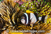 Wideband Anemonefish with eggs Photo - Gary Bell