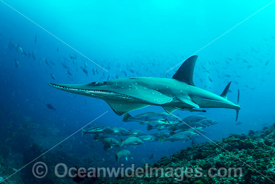 White-spotted Guitarfish (Rhynchobatus djiddensis). Also known as Giant Guitarfish, Sandshark, Whitespot Ray, Whitespot Shovelnose Ray, Sharkfin Ray and Shovelnose Shark. Photo taken at Solitary Islands Marine Sanctuary, Coffs Harbour, NSW, Australia. Photo - Gary Bell White-spotted Guitarfish (Rhynchobatus djiddensis). Also known as Giant Guitarfish, Sandshark, Whitespot Ray, Whitespot Shovelnose Ray, Sharkfin Ray and Shovelnose Shark. Photo taken at Solitary Islands Marine Sanctuary, Coffs Harbour, NSW, Australia. Photo - Gary Bell