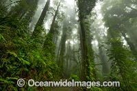 Dorrigo Rainforest Photo - Gary Bell