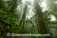 Dorrigo Rainforest in mist Photo - Gary Bell