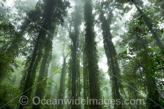 Dorrigo Rainforest in mist photo