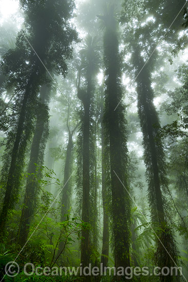 Dorrigo Rainforest photo