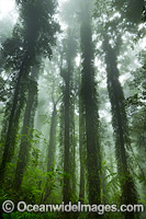 Dorrigo Rainforest Photo - Gary Bell