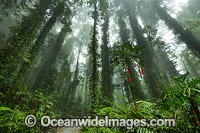 Dorrigo Rainforest in mist Photo - Gary Bell