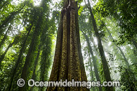 Dorrigo Rainforest Photo - Gary Bell