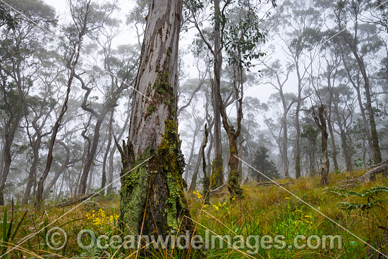 Snow gum forest cloaked in mist, on the Great Escarpment situated in Gondwana Rainforest, New England National Park, NSW, Australia. This rainforest is inscribed on the World Heritage List in recognition of its outstanding universal value. Photo - Gary Bell Snow gum forest cloaked in mist, on the Great Escarpment situated in Gondwana Rainforest, New England National Park, NSW, Australia. This rainforest is inscribed on the World Heritage List in recognition of its outstanding universal value. Photo - Gary Bell