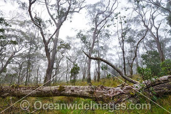Snow gum forest cloaked in mist, on the Great Escarpment situated in Gondwana Rainforest, New England National Park, NSW, Australia. This rainforest is inscribed on the World Heritage List in recognition of its outstanding universal value. Photo - Gary Bell
