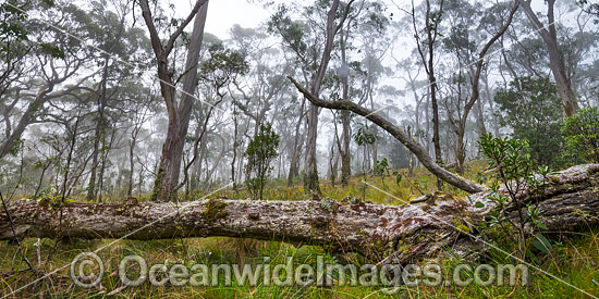 Snow gum forest cloaked in mist, on the Great Escarpment situated in Gondwana Rainforest, New England National Park, NSW, Australia. This rainforest is inscribed on the World Heritage List in recognition of its outstanding universal value. Photo - Gary Bell Snow gum forest cloaked in mist, on the Great Escarpment situated in Gondwana Rainforest, New England National Park, NSW, Australia. This rainforest is inscribed on the World Heritage List in recognition of its outstanding universal value. Photo - Gary Bell