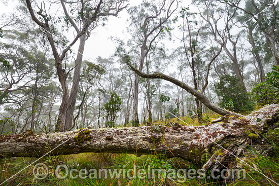 Snow gum forest cloaked in mist, on the Great Escarpment situated in Gondwana Rainforest, New England National Park, NSW, Australia. This rainforest is inscribed on the World Heritage List in recognition of its outstanding universal value. Photo - Gary Bell Snow gum forest cloaked in mist, on the Great Escarpment situated in Gondwana Rainforest, New England National Park, NSW, Australia. This rainforest is inscribed on the World Heritage List in recognition of its outstanding universal value. Photo - Gary Bell