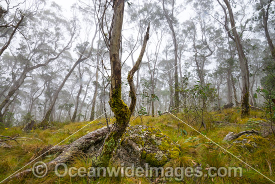 Snow gum forest cloaked in mist, on the Great Escarpment situated in Gondwana Rainforest, New England National Park, NSW, Australia. This rainforest is inscribed on the World Heritage List in recognition of its outstanding universal value. Photo - Gary Bell Snow gum forest cloaked in mist, on the Great Escarpment situated in Gondwana Rainforest, New England National Park, NSW, Australia. This rainforest is inscribed on the World Heritage List in recognition of its outstanding universal value. Photo - Gary Bell