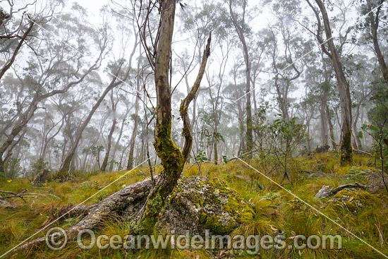 Snow Gums New England National Park photo