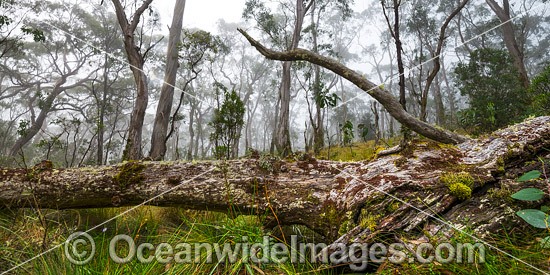 Snow gum forest cloaked in mist, on the Great Escarpment situated in Gondwana Rainforest, New England National Park, NSW, Australia. This rainforest is inscribed on the World Heritage List in recognition of its outstanding universal value. Photo - Gary Bell