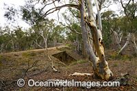 Road Culvert made by convicts Photo - Gary Bell