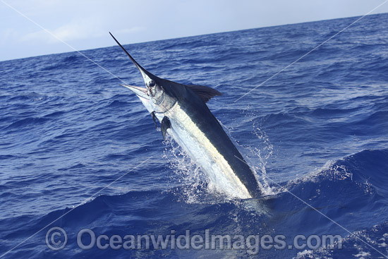 Indo-Pacific Blue Marlin (Makaira mazara), breaching on the surface after taking a bait. Also known as Billfish. Great Barrier Reef, Queensland, Australia. Photo - John Ashley Indo-Pacific Blue Marlin (Makaira mazara), breaching on the surface after taking a bait. Also known as Billfish. Great Barrier Reef, Queensland, Australia. Photo - John Ashley