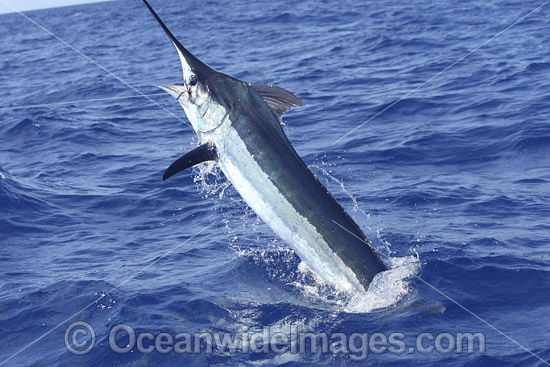 Indo-Pacific Blue Marlin (Makaira mazara), breaching on the surface after taking a bait. Also known as Billfish. Great Barrier Reef, Queensland, Australia. Photo - John Ashley Indo-Pacific Blue Marlin (Makaira mazara), breaching on the surface after taking a bait. Also known as Billfish. Great Barrier Reef, Queensland, Australia. Photo - John Ashley
