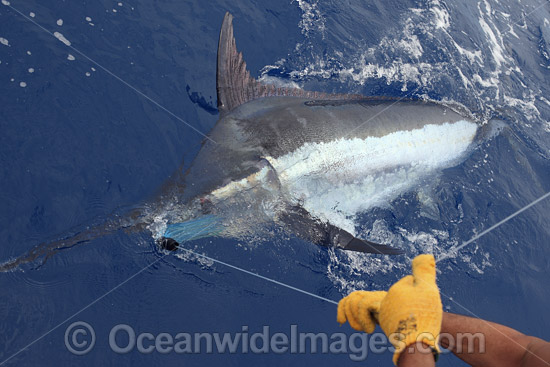 Indo-Pacific Blue Marlin (Makaira mazara), breaching on the surface after taking a bait. Also known as Billfish. Great Barrier Reef, Queensland, Australia. Photo - John Ashley Indo-Pacific Blue Marlin (Makaira mazara), breaching on the surface after taking a bait. Also known as Billfish. Great Barrier Reef, Queensland, Australia. Photo - John Ashley