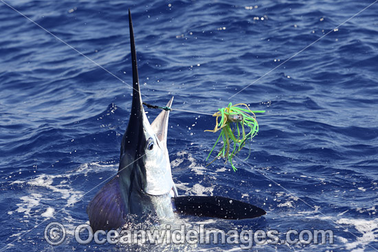 White Marlin (Kajikia albidus). This species is considered rare and usually found in deep blue water over 100m deep. Listed as Vulnerable on the IUCN Red List of Threatened Species. Photo - John Ashley White Marlin (Kajikia albidus). This species is considered rare and usually found in deep blue water over 100m deep. Listed as Vulnerable on the IUCN Red List of Threatened Species. Photo - John Ashley