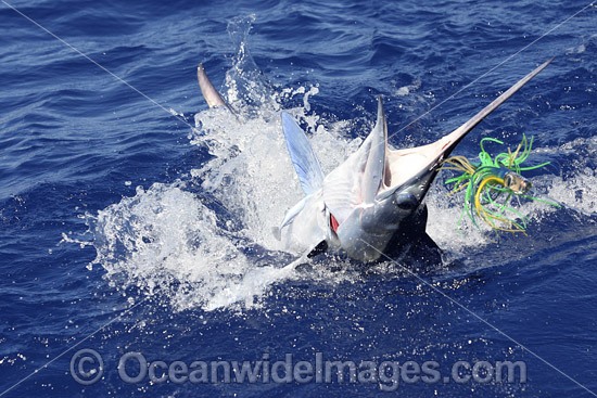 White Marlin (Kajikia albidus). This species is considered rare and usually found in deep blue water over 100m deep. Listed as Vulnerable on the IUCN Red List of Threatened Species. Photo - John Ashley