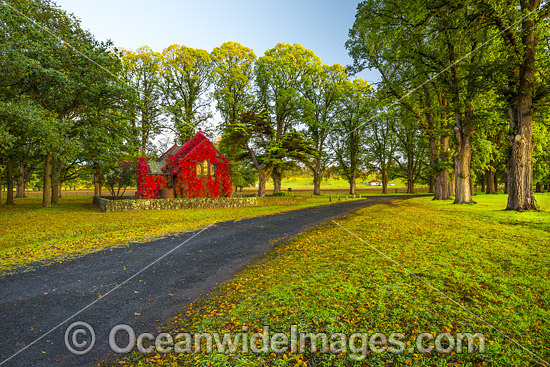 Gostwyck Chapel Autumn leaves photo