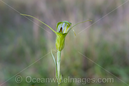 Metcalf's Greenhood Orchid photo