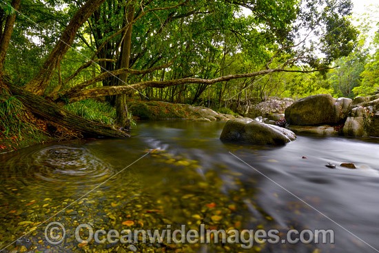 Never Never River rainforest stream, situated in the Promised Land, near Bellingen, New South Wales, Australia. Photo - Gary Bell
