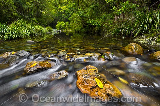 Rainforest Stream rocky rapids, situated on Urumbilum River in the Bindarri National Park, near Coffs Harbour, New South Wales, Australia. Photo - Gary Bell