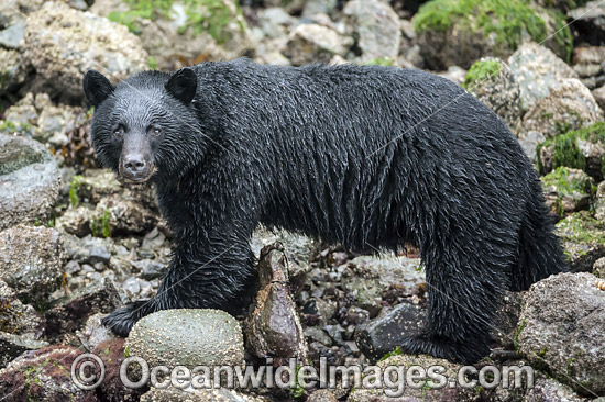 Black Bear (Ursus americanus vancouveri), searching for food at low tide along the beach in Clayoquot Sound, a UNESCO World Biosphere Reserve located near Tofino in the western coast of Vancouver Island, Bristish Columbia, Canada. Photo - Michael Patrick O'Neill Black Bear (Ursus americanus vancouveri), searching for food at low tide along the beach in Clayoquot Sound, a UNESCO World Biosphere Reserve located near Tofino in the western coast of Vancouver Island, Bristish Columbia, Canada. Photo - Michael Patrick O'Neill