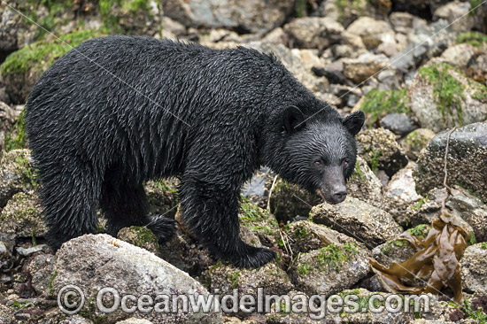 Black Bear (Ursus americanus vancouveri), searching for food at low tide along the beach in Clayoquot Sound, a UNESCO World Biosphere Reserve located near Tofino in the western coast of Vancouver Island, Bristish Columbia, Canada. Photo - Michael Patrick O'Neill Black Bear (Ursus americanus vancouveri), searching for food at low tide along the beach in Clayoquot Sound, a UNESCO World Biosphere Reserve located near Tofino in the western coast of Vancouver Island, Bristish Columbia, Canada. Photo - Michael Patrick O'Neill
