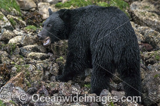 Black Bear (Ursus americanus vancouveri), searching for food at low tide along the beach in Clayoquot Sound, a UNESCO World Biosphere Reserve located near Tofino in the western coast of Vancouver Island, Bristish Columbia, Canada. Photo - Michael Patrick O'Neill