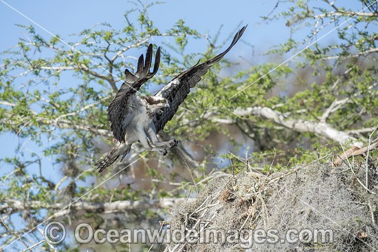 Osprey in nest photo