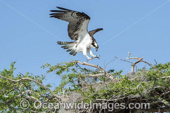Osprey (Pandion haliaetus), landing at its nest on Blue Cypress Lake, located in Indian River County, Florida, United States. Photo - Michael Patrick O'Neill Osprey (Pandion haliaetus), landing at its nest on Blue Cypress Lake, located in Indian River County, Florida, United States. Photo - Michael Patrick O'Neill