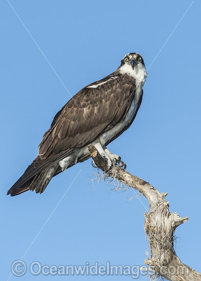 Osprey resting on tree photo