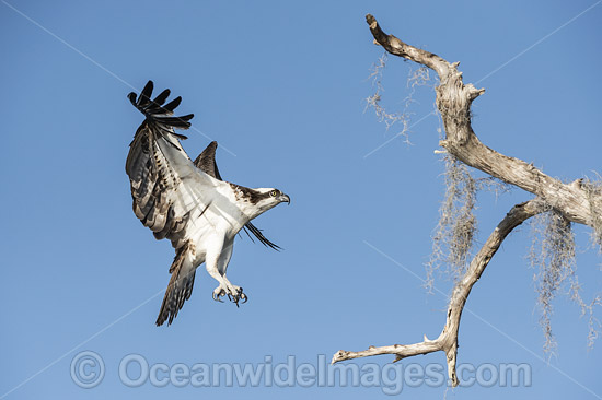Osprey flying photo