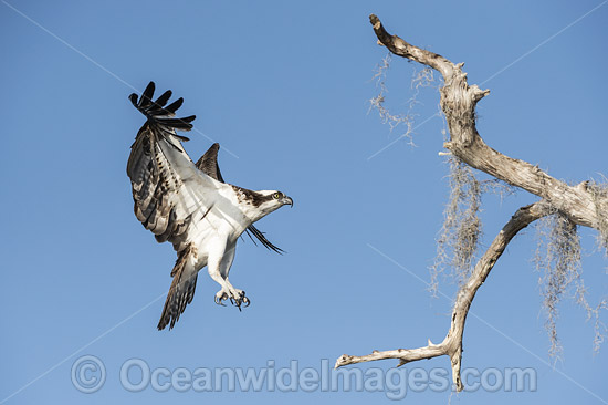 Osprey (Pandion haliaetus), in flight. Photo taken at Blue Cypress Lake, located in Indian River County, Florida, United States. Photo - Michael Patrick O'Neill Osprey (Pandion haliaetus), in flight. Photo taken at Blue Cypress Lake, located in Indian River County, Florida, United States. Photo - Michael Patrick O'Neill