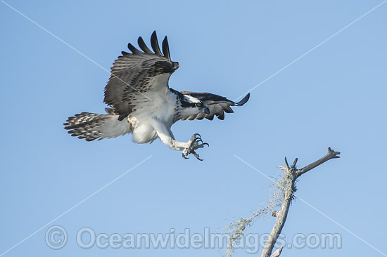 Osprey flying photo