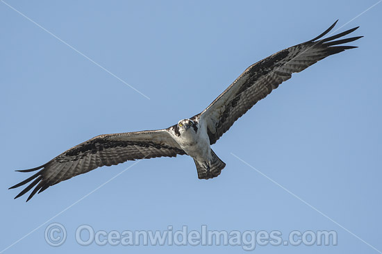 Osprey (Pandion haliaetus), in flight. Photo taken at Blue Cypress Lake, located in Indian River County, Florida, United States. Photo - Michael Patrick O'Neill Osprey (Pandion haliaetus), in flight. Photo taken at Blue Cypress Lake, located in Indian River County, Florida, United States. Photo - Michael Patrick O'Neill