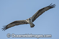 Osprey in flight Photo - Michael Patrick O'Neill