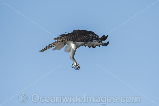 Osprey (Pandion haliaetus), in flight. Photo taken at Blue Cypress Lake, located in Indian River County, Florida, United States. Photo - Michael Patrick O'Neill Osprey (Pandion haliaetus), in flight. Photo taken at Blue Cypress Lake, located in Indian River County, Florida, United States. Photo - Michael Patrick O'Neill