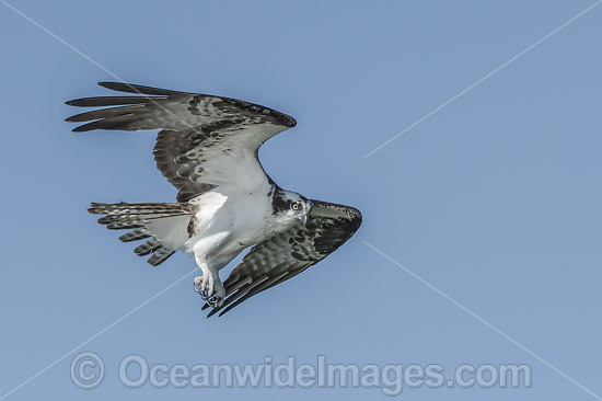 Osprey (Pandion haliaetus), in flight. Photo taken at Blue Cypress Lake, located in Indian River County, Florida, United States. Photo - Michael Patrick O'Neill Osprey (Pandion haliaetus), in flight. Photo taken at Blue Cypress Lake, located in Indian River County, Florida, United States. Photo - Michael Patrick O'Neill