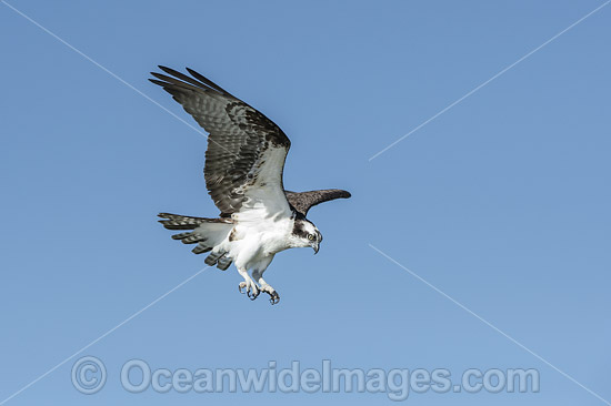 Osprey in flight photo