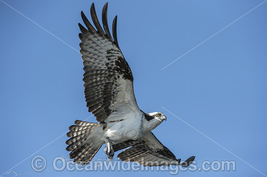Osprey (Pandion haliaetus), in flight. Photo taken at Blue Cypress Lake, located in Indian River County, Florida, United States. Photo - Michael Patrick O'Neill Osprey (Pandion haliaetus), in flight. Photo taken at Blue Cypress Lake, located in Indian River County, Florida, United States. Photo - Michael Patrick O'Neill
