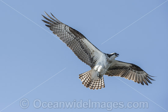 Osprey (Pandion haliaetus), in flight. Photo taken at Blue Cypress Lake, located in Indian River County, Florida, United States. Photo - Michael Patrick O'Neill Osprey (Pandion haliaetus), in flight. Photo taken at Blue Cypress Lake, located in Indian River County, Florida, United States. Photo - Michael Patrick O'Neill