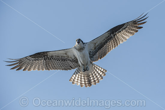 Osprey (Pandion haliaetus), in flight. Photo taken at Blue Cypress Lake, located in Indian River County, Florida, United States. Photo - Michael Patrick O'Neill Osprey (Pandion haliaetus), in flight. Photo taken at Blue Cypress Lake, located in Indian River County, Florida, United States. Photo - Michael Patrick O'Neill