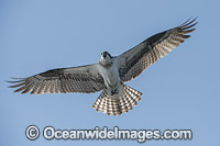 Osprey flying Photo - Michael Patrick O'Neill