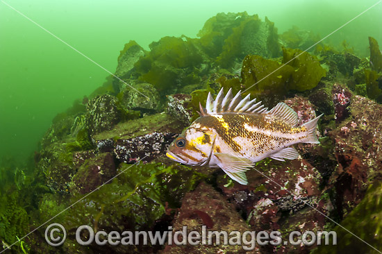Copper Rockfish Canada photo