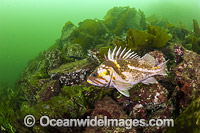 Copper Rockfish Canada Photo - Michael Patrick O'Neill