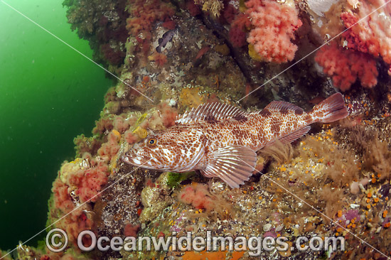 Lingcod Ophiodon elongatus photo Lingcod Ophiodon elongatus photo